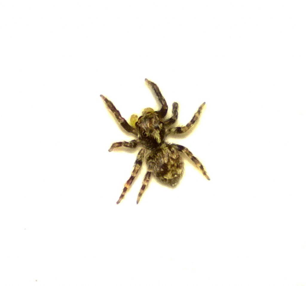 Pseudeuophrys cf. vafra - Francavilla Fontana (BR)